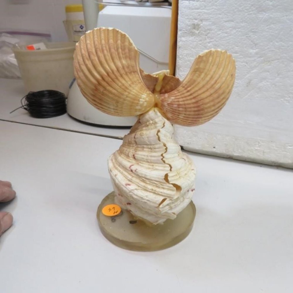 BOGO Vintage Adorable Owl Seashell Collectible - Picture 2 of 2